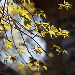 Parco Statella